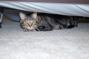 Hidden Tabby