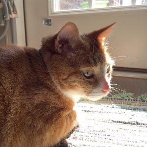 Clancy loves his afternoon sunbeam.