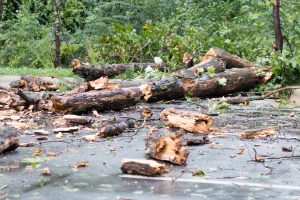 broken downed tree