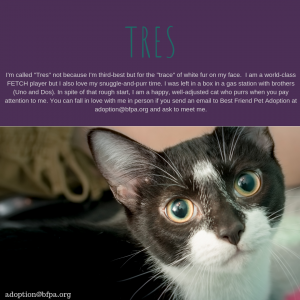 Adopt Tres