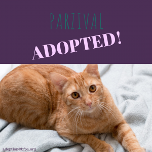 Parzival-ADOPTED