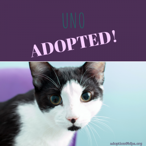 Uno-ADOPTED