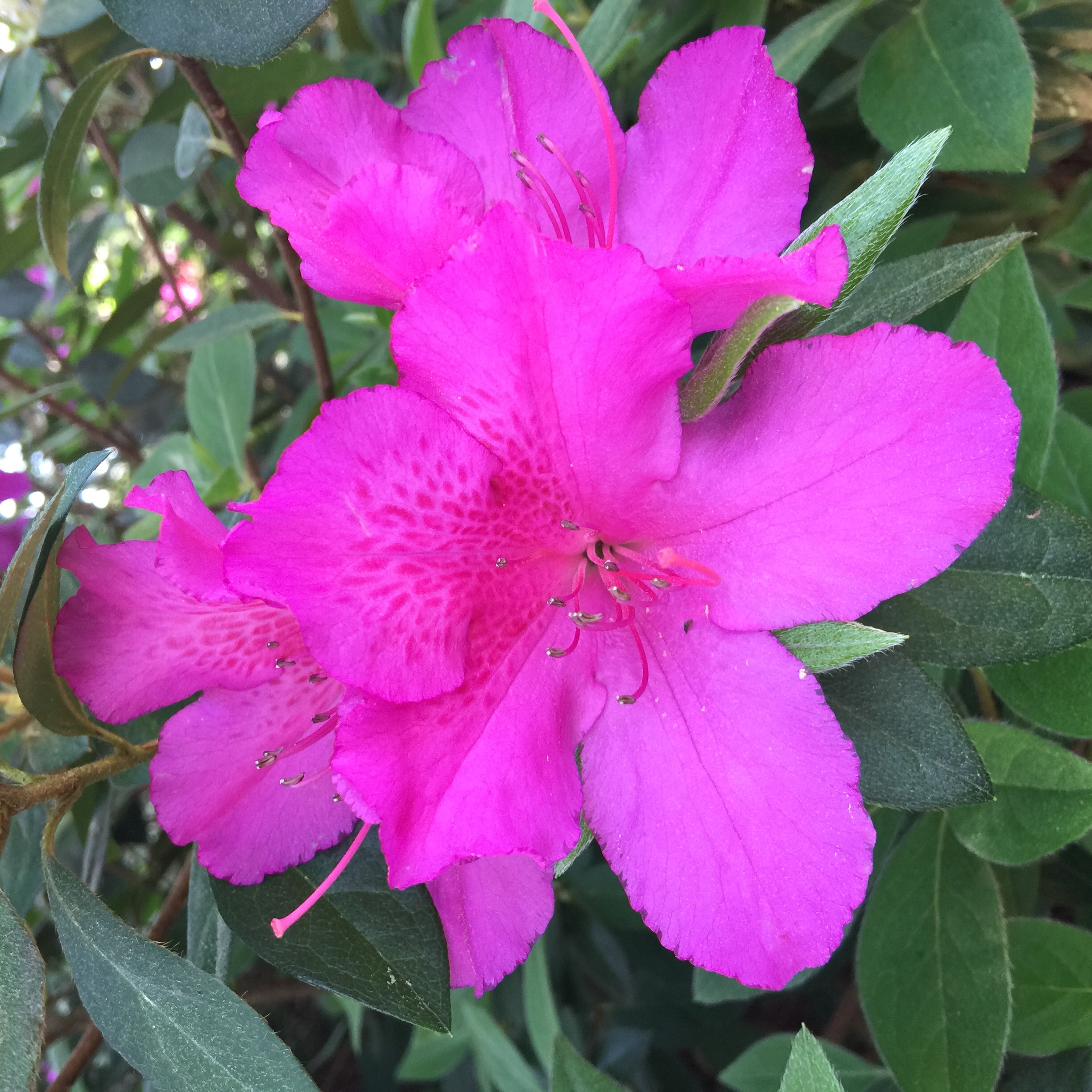 Away From Keyboard Wral Azalea Gardens Victoria Klum Media