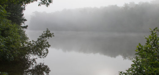 a pond surrounded by trees with fog rising from the water