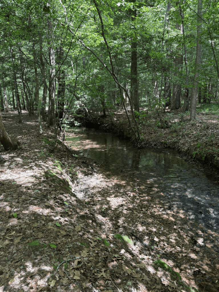 on a path next to a creek where trees form a canopy shade