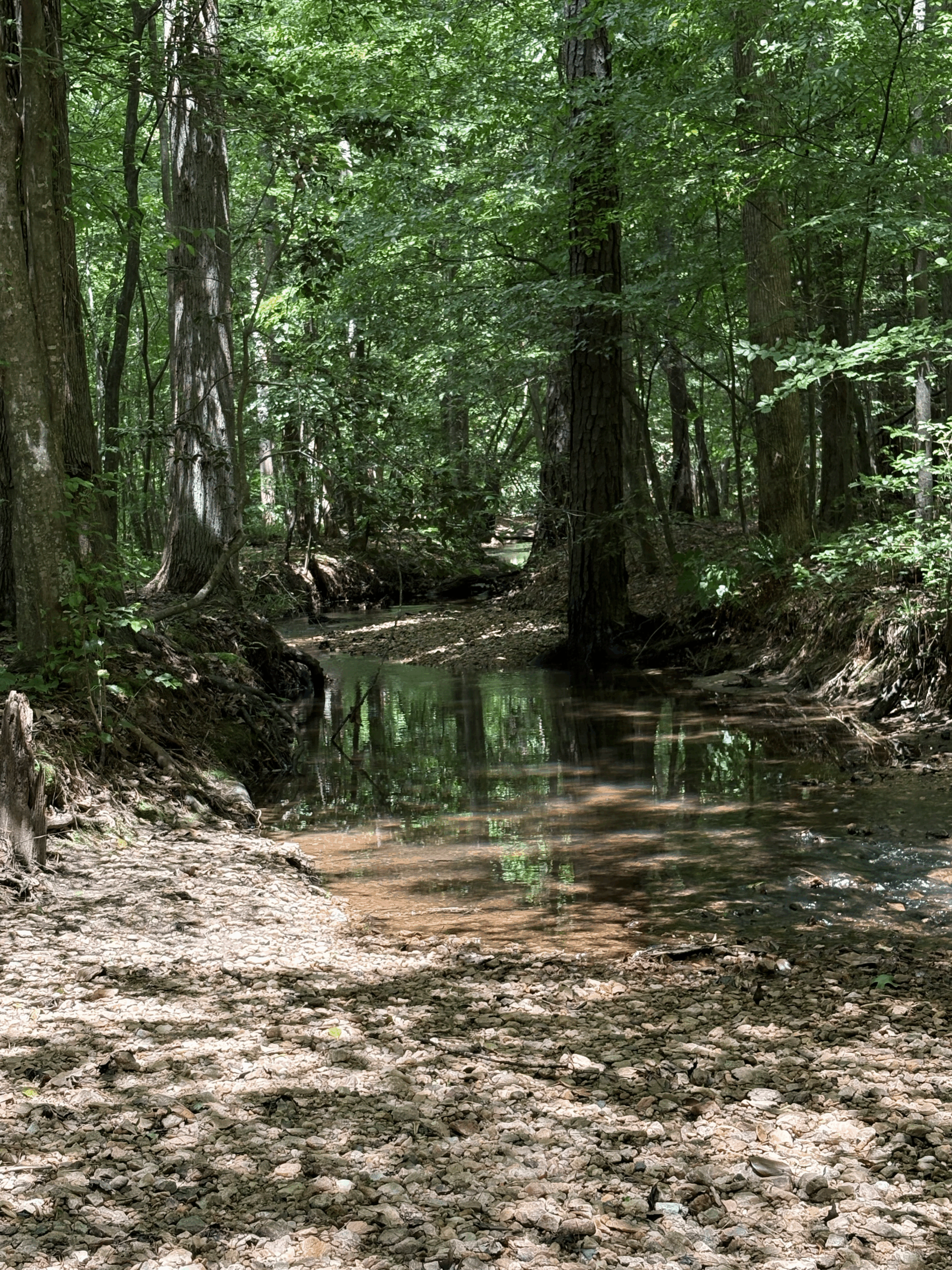 trees form a shade canopy over a creek