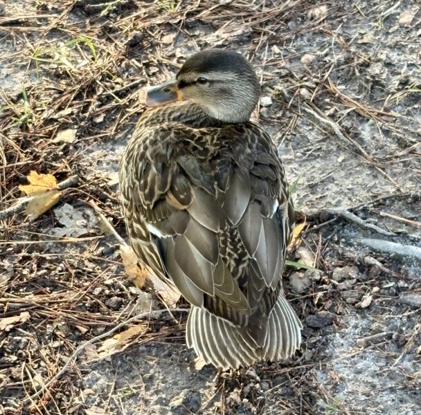 A young female mallard duck