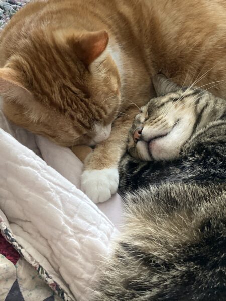 Clancy, an orange and white tabby, and Charlie, a brown tabby, are curled up together taking a nap