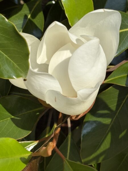 A white magnolia