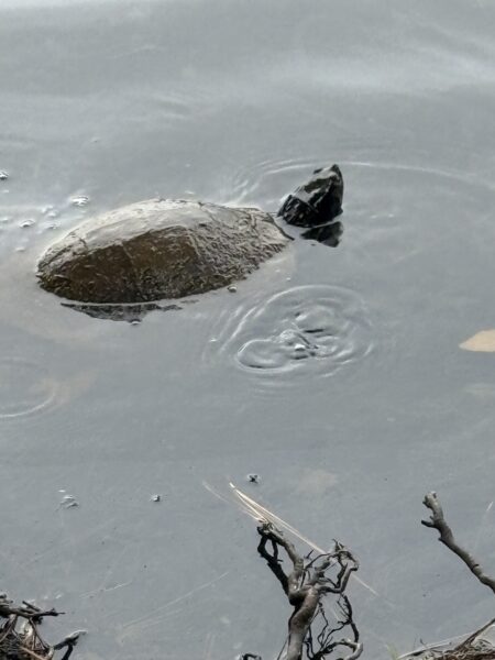 A turtle swimming near the shore of the pond.