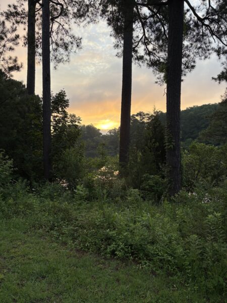 The sun rises behind the trees that surround a pond. The sky is various shades of yellow, orange, and grey.