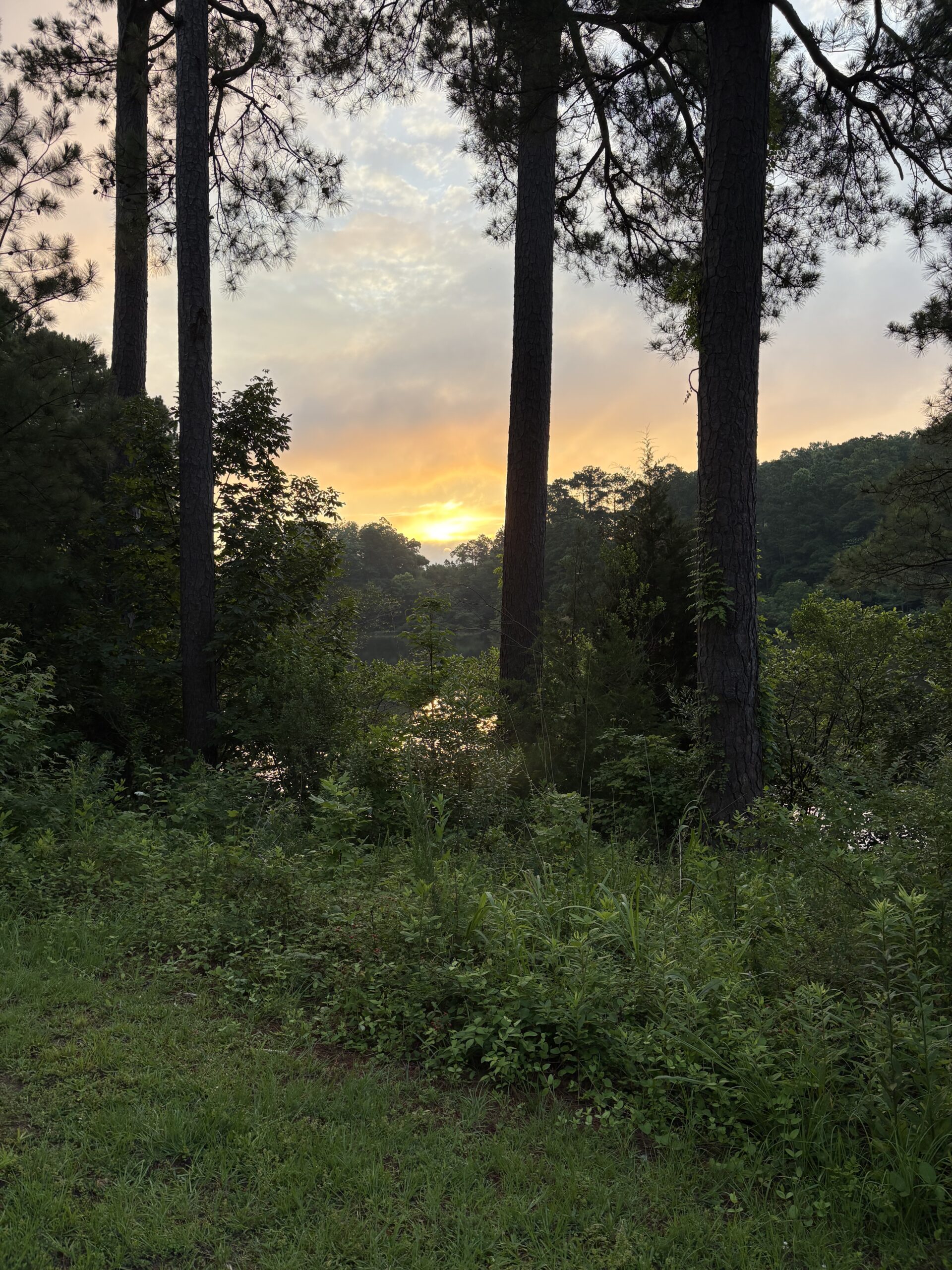 The sun rises behind the trees that surround a pond. The sky is various shades of yellow, orange, and grey.