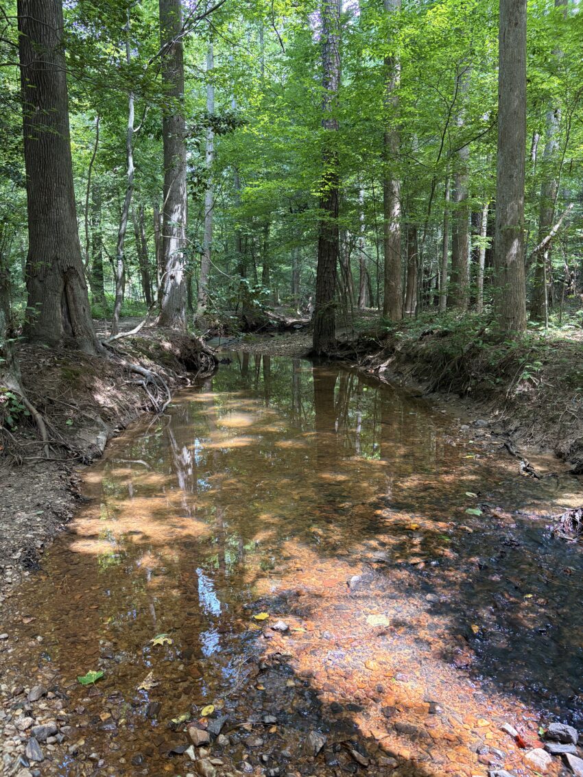 a creek cutting through a thicket of trees with the sunlight filtering through