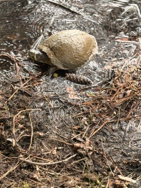 a turtle emerges from the pond to greet me