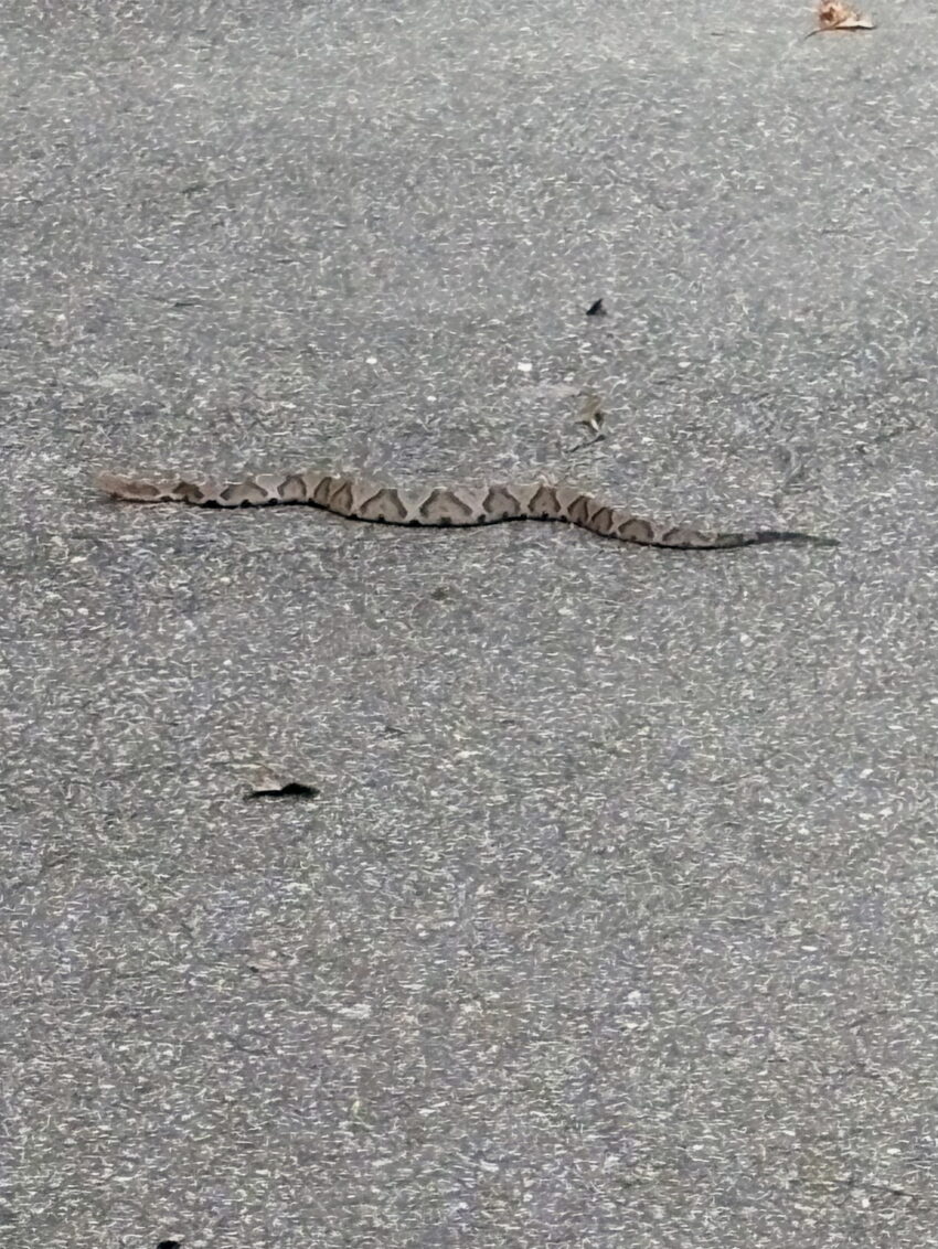 a baby copperhead snake crossing the path in front of me