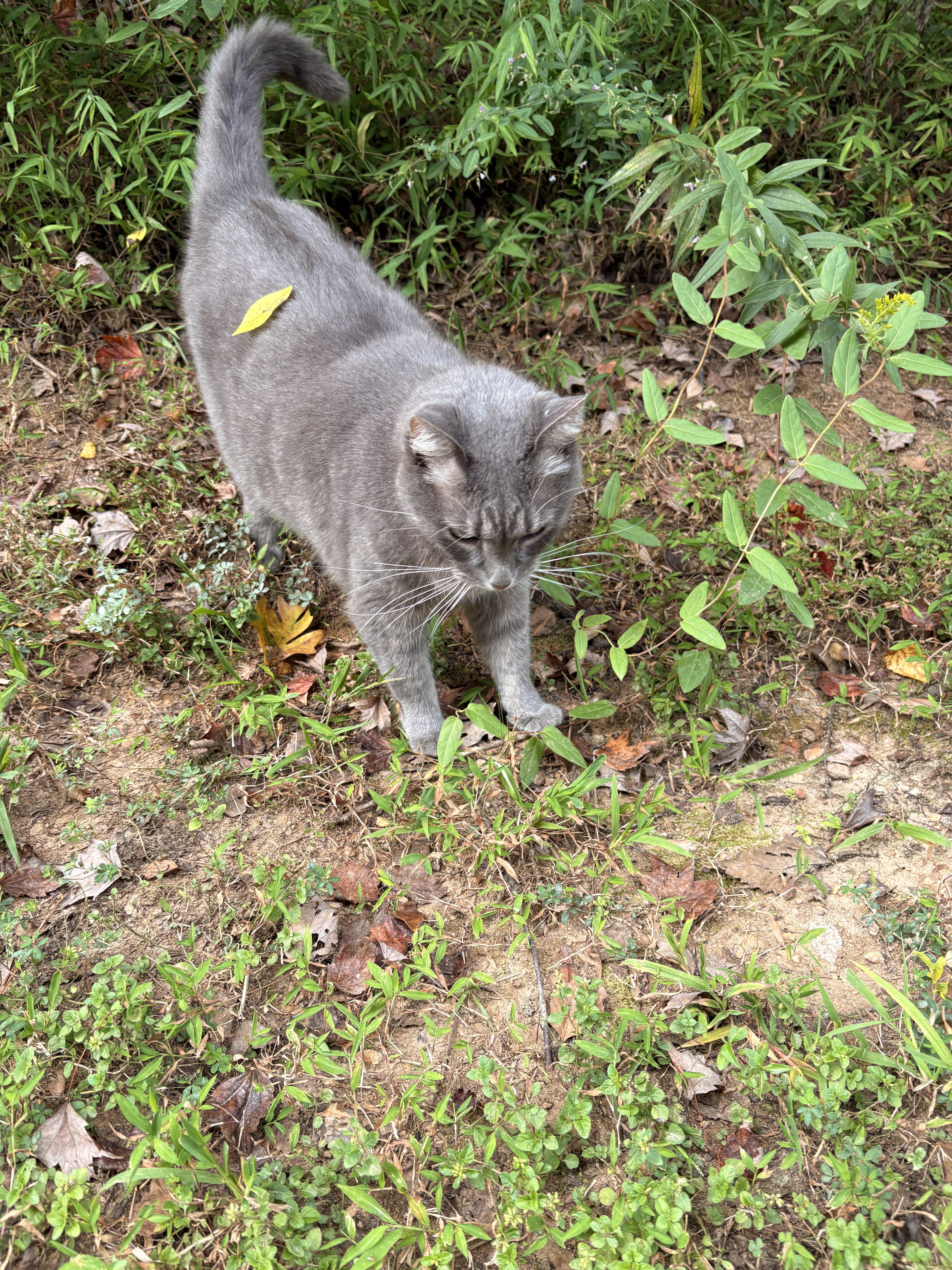 a very fluffy grey cat with brilliant green eyes comes out of the bushes to greet me