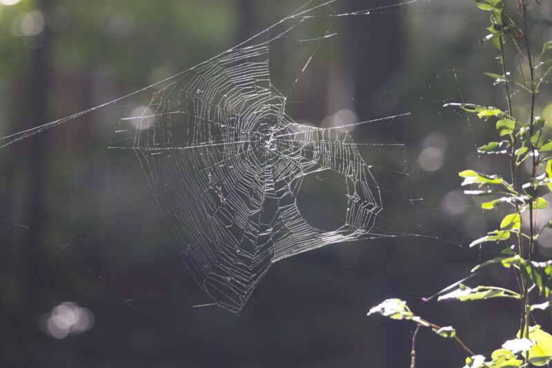 a broken spider web - photo by Victoria Klum
