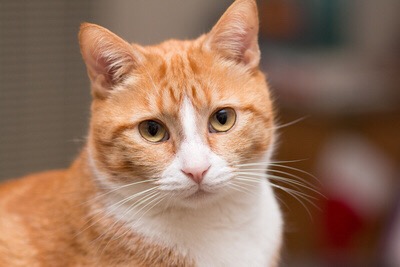 a very handsome orange tabby with a white nuzzle, pink nose, and yellow eyes