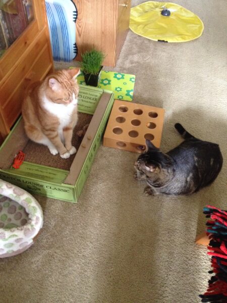 an orange tabby and brown tabby meeting for the first time