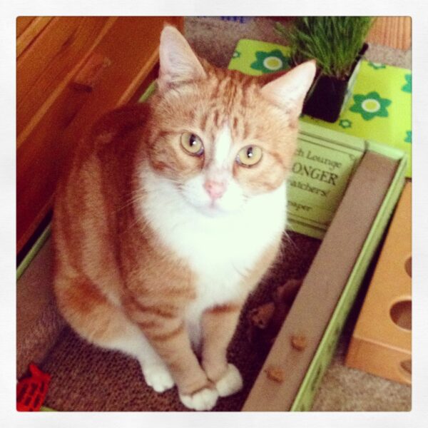 an orange tabby sitting in a cardboard scratcher, looking at the camera