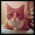 an orange tabby relaxing in a cat loaf pose
