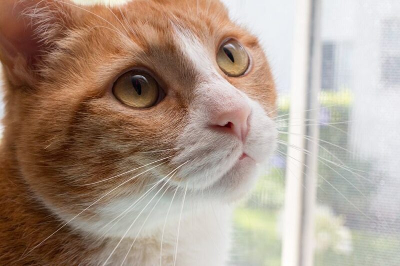 an orange tabby looking into space