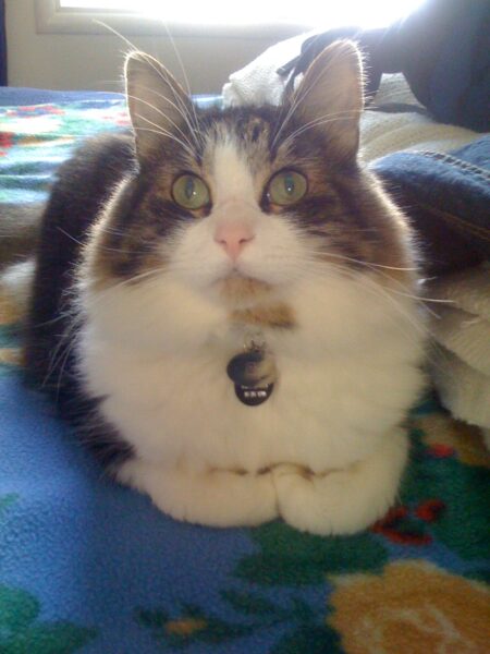 a fluffy striped cat with a white chest and nuzzle, pink nose, peridot green eyes and a collar with tags, looking angelic with backlighting through the bedroom window