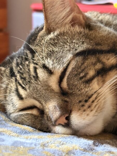 a close-up look at a brown tabby with an orange nose, fast asleep on a blue blanket