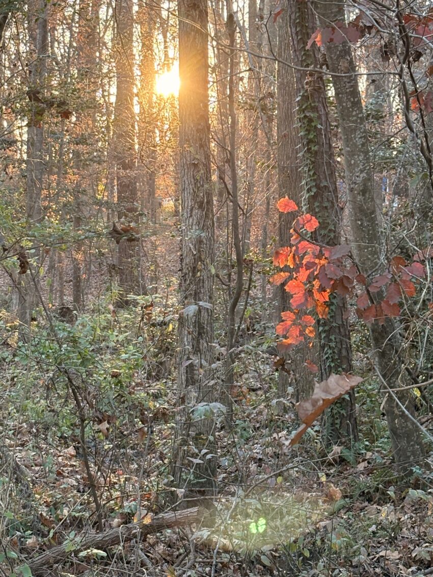 the sun shining through tall trees and illuminating some red leaves making them glow