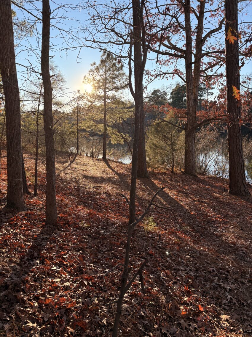 a pond on a sunny day in early winter