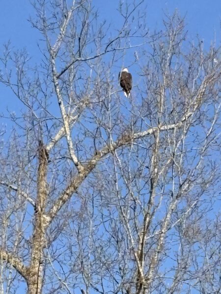 a bald eagle sits on a high branch in a tree