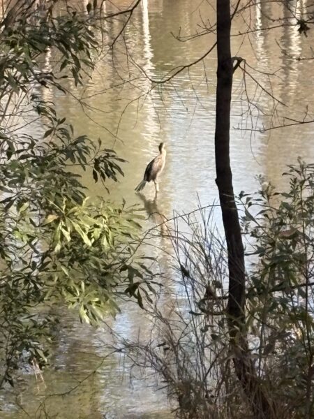 cormorant wading in the pond