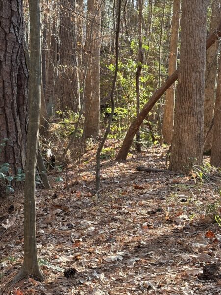 a view of the trees along a creek with the sun shining through them