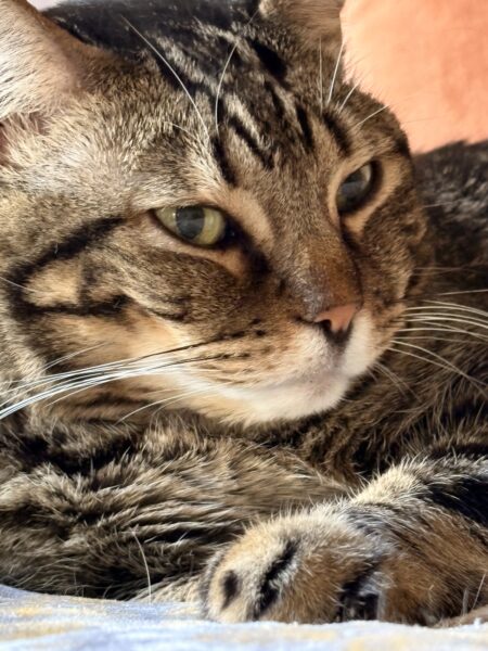 a brown tabby cat at rest