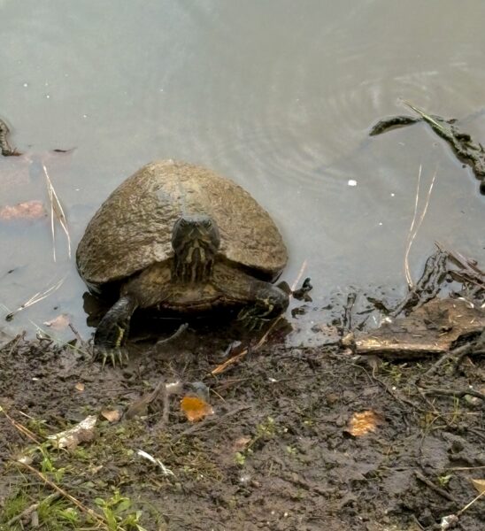 a turtle emerges from the pond, looking at the strange human holding a phone/camera - the inspiration for my store name, Magic Turtle Studios