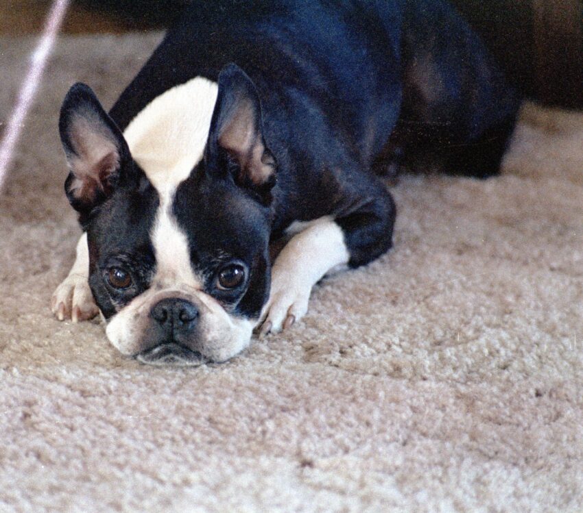 Reggie. A brindle and white Boston Terrier lays on the floor with his head between his front paws.
