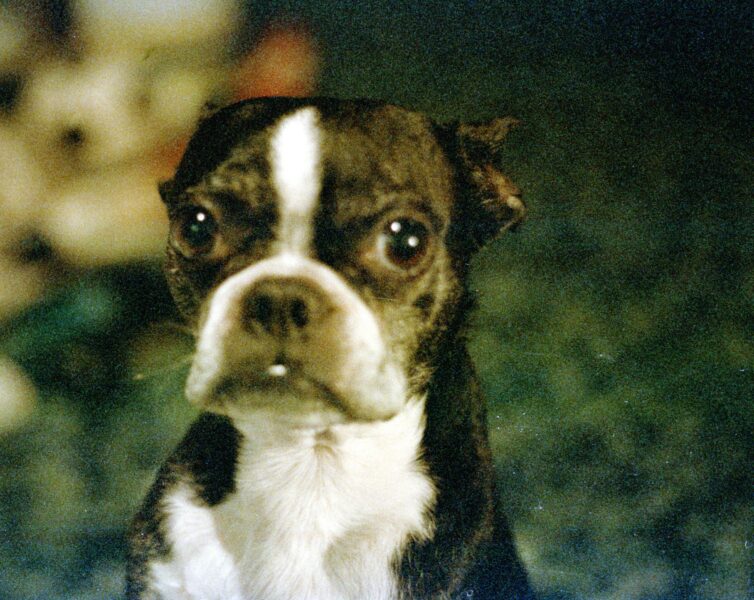 Tina. A black and white Boston Terrier