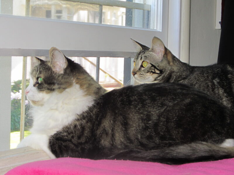 two cats looking out a window