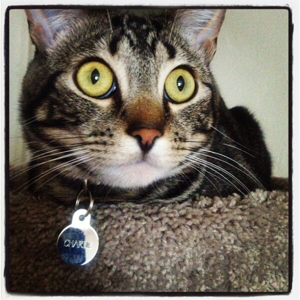 brown tabby with bright yellow-green eyes and am orange (black-lined) nose staring into space