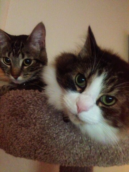 a brown tabby and a Norwegian Forest Cat mix with a white face are relaxing in a cat tree