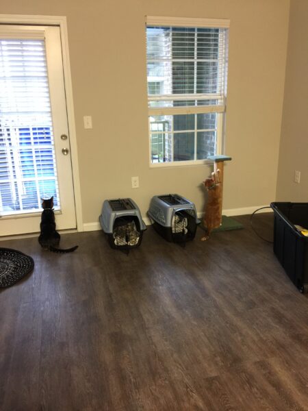 two cats exploring their new (empty) apartment after leaving their cat carriers