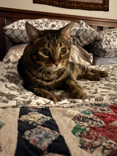 brown tabby resting on a bed