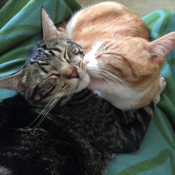 a brown tabby is getting a kiss from his orange tabby brother
